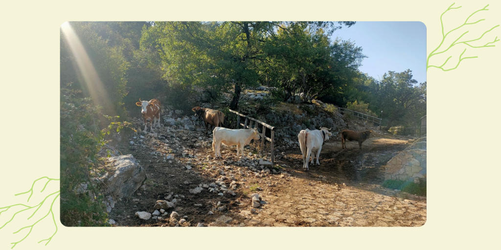 Le passeggiate fotografiche di My Fair nella natura in giro per il Parco del Cilento.